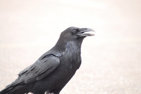 Raven Boy
